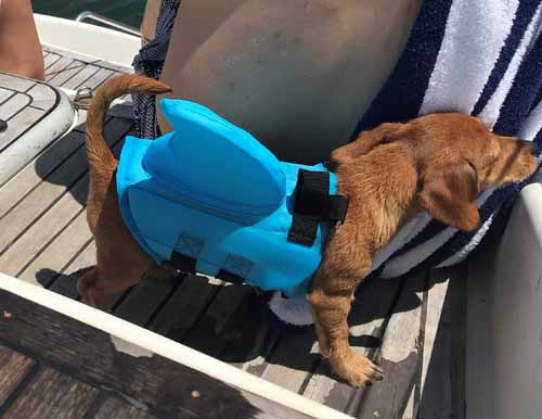 Hamptons dog friendly boat rental