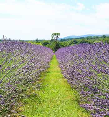 Greenport bachelorette party lavender farm tour North Fork Long Island